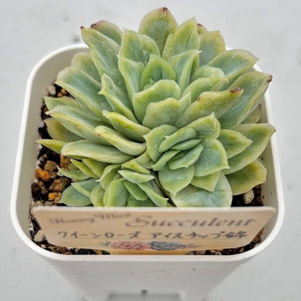 多肉植物 エケベリア クイーンローズアイスチップ錦 7.5cmポット苗