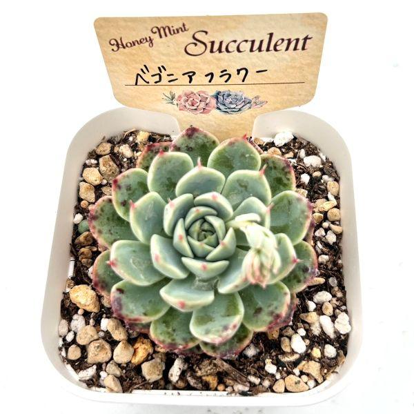 多肉植物 エケベリア ベゴニアフラワー 7.5cmポット苗 : ハニーミント