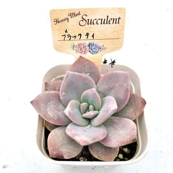 多肉植物 エケベリア ブラックティー 7.5cmポット苗 : ハニーミント