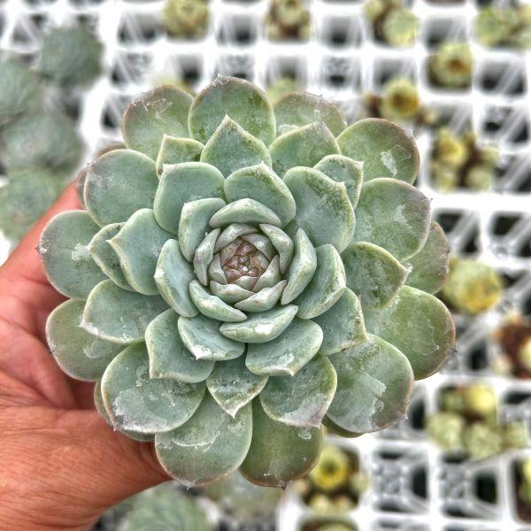 多肉植物 エケベリア ホワイトスノー 7.5cmポット苗 : ハニーミント