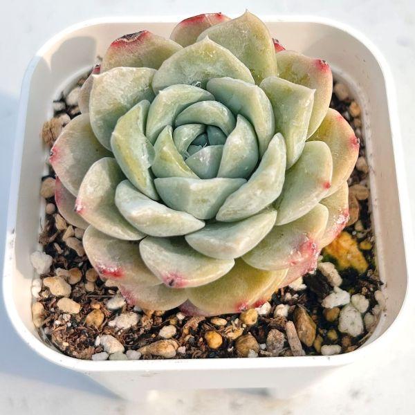 多肉植物 エケベリア ホワイトスノー 7.5cmポット苗 : ハニーミント