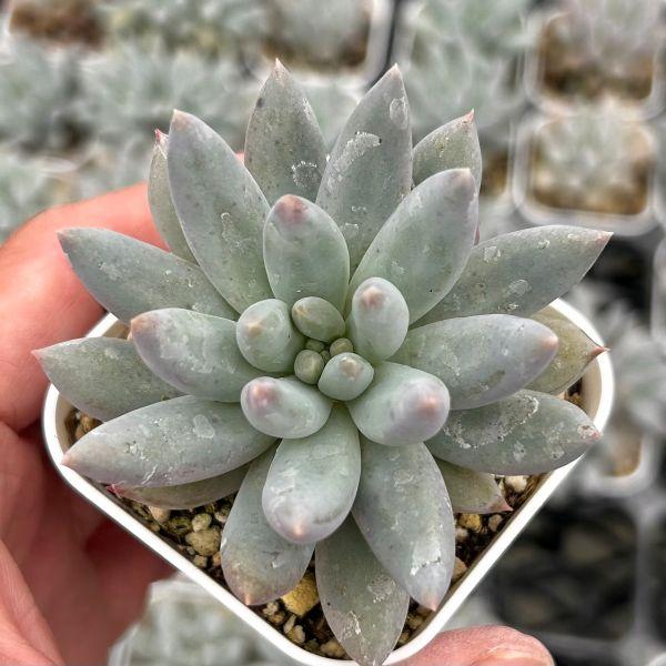 多肉植物 パキフィツム ソロモン 7.5cmポット苗 : ハニーミント - 通販