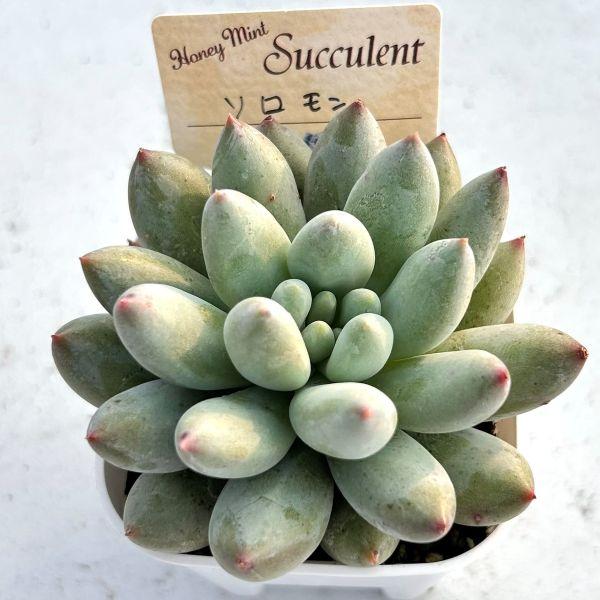 多肉植物 パキフィツム ソロモン 7.5cmポット苗 : ハニーミント - 通販