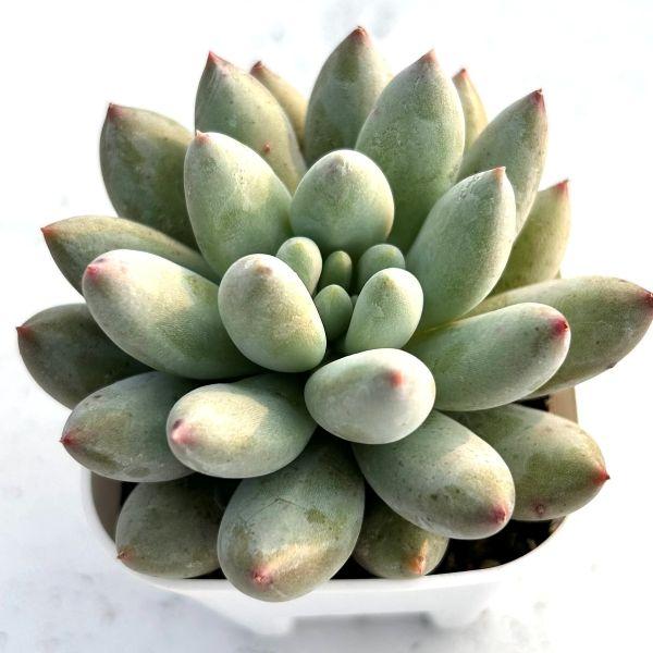 多肉植物 パキフィツム ソロモン 7.5cmポット苗 : ハニーミント - 通販
