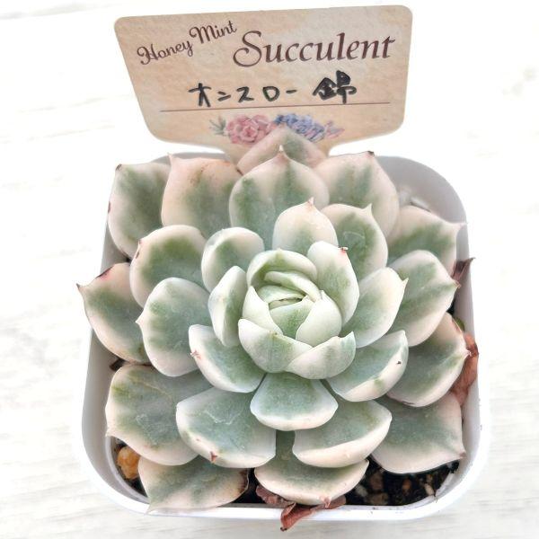 多肉植物 エケベリア オンスロー錦 7.5cmポット苗 : ハニーミント