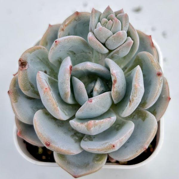 多肉植物 エケベリア ホワイトティー 7.5cmポット苗 : ハニーミント