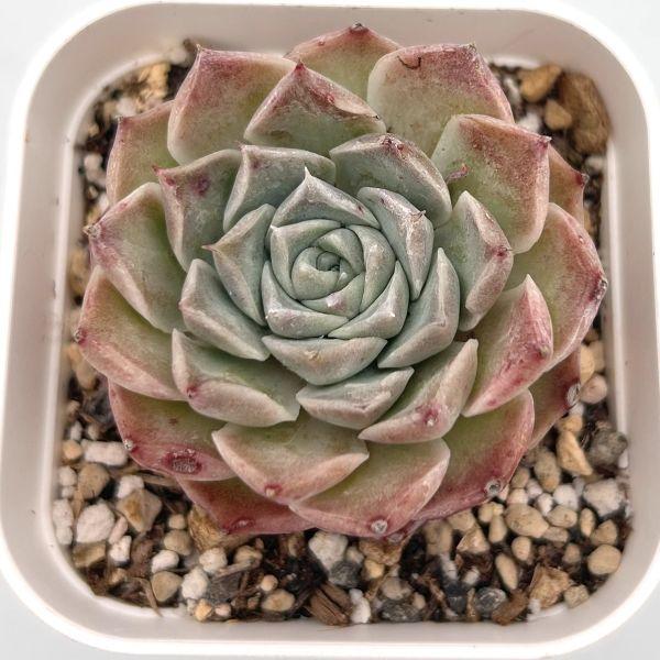 多肉植物 エケベリア ヘレナ 7.5cmポット苗 : ハニーミント - 通販