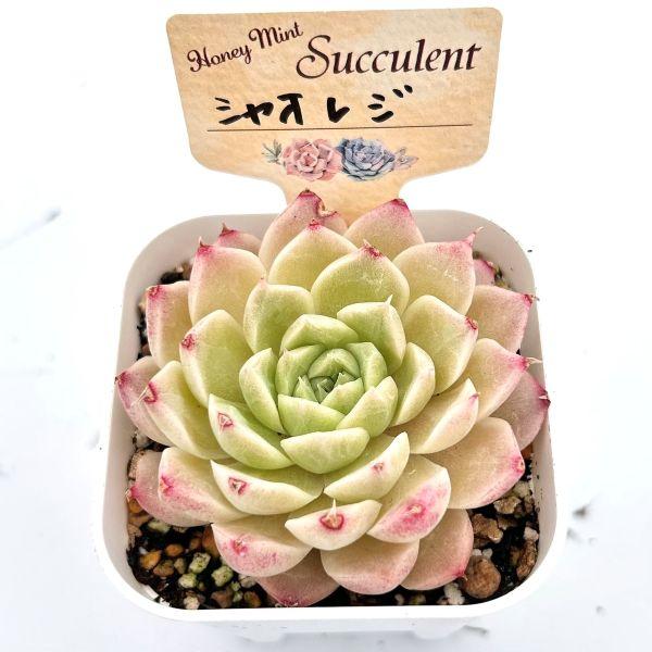 多肉植物 エケベリア シャオレジ 7.5cmポット苗 : ハニーミント - 通販