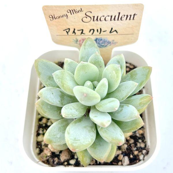 多肉植物 エケベリア アイスクリーム 7.5cmポット苗 : ハニーミント