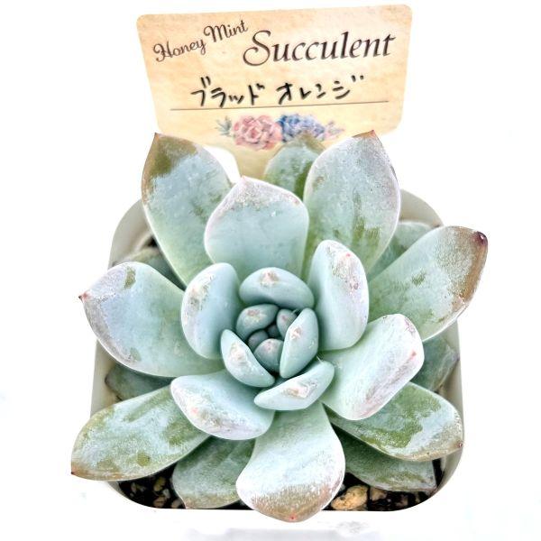 多肉植物 エケベリア ブラッドオレンジ 7.5cmポット苗 : ハニーミント