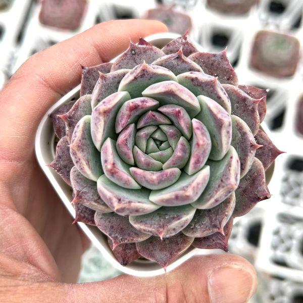 多肉植物 エケベリア ロックキャンディ 7.5cmポット苗 : ハニーミント