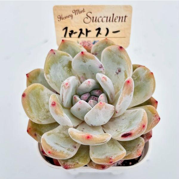 多肉植物 エケベリア ファーストスノー 7.5cmポット苗 : ハニーミント