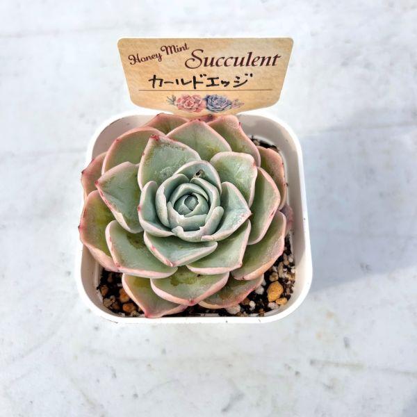 多肉植物 エケベリア カールドエッジ 7.5cmポット苗 : ハニーミント