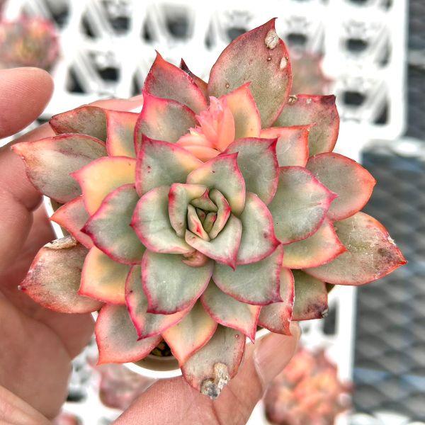 多肉植物 エケベリア アリエル錦 7.5cmポット苗 : ハニーミント - 通販