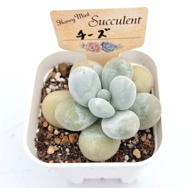Top【選抜株】多肉植物　360100チーズケーク　24個　鉢無し/脱土 多肉植物 エケベリア チーズ 7.5cmポット苗 : ハニーミント - 通販