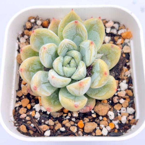 多肉植物 エケベリア パテックエメラルド 7.5cmポット苗 : ハニー