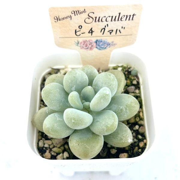 多肉植物 エケベリア ピーチグァバ 7.5cmポット苗 : ハニーミント