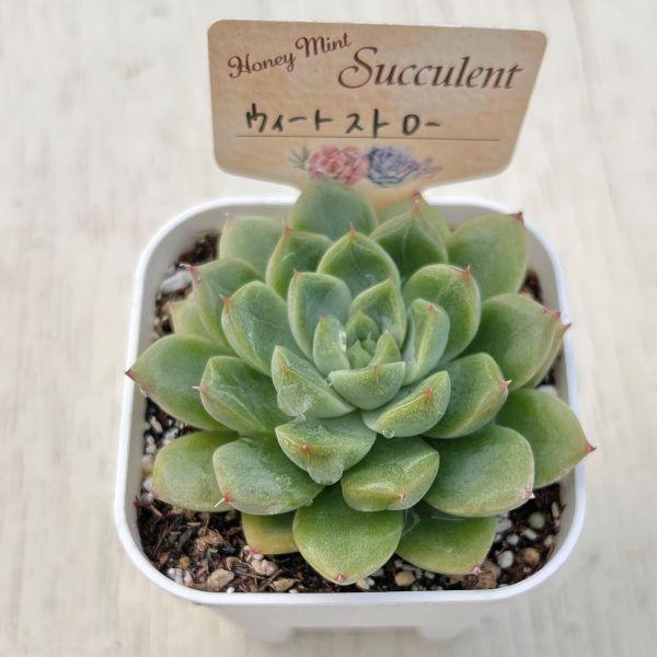 多肉植物 エケベリア ウィートストロー 7.5cmポット苗 : ハニーミント