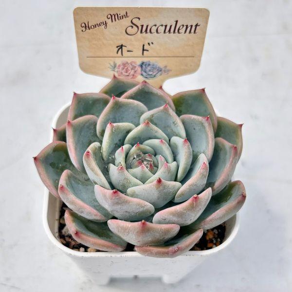 多肉植物 エケベリア オード 7.5cmポット苗 : ハニーミント - 通販