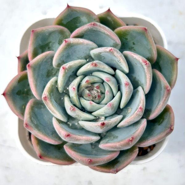 多肉植物 エケベリア オード 7.5cmポット苗 : ハニーミント - 通販