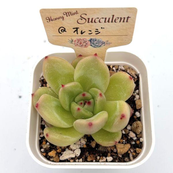 多肉植物 エケベリア Qオレンジ 7.5cmポット苗 : ハニーミント - 通販