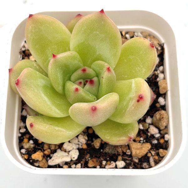 多肉植物 エケベリア Qオレンジ 7.5cmポット苗 : ハニーミント - 通販