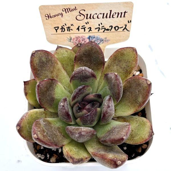 多肉植物 エケベリア アガボイデス ブラックローズ 7.5cmポット苗