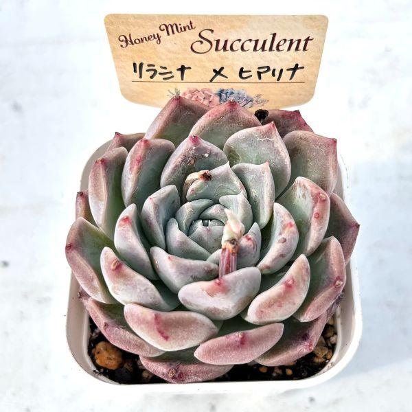 多肉植物 エケベリア リラシナ×ヒアリナHyb 7.5cmポット苗 : ハニー