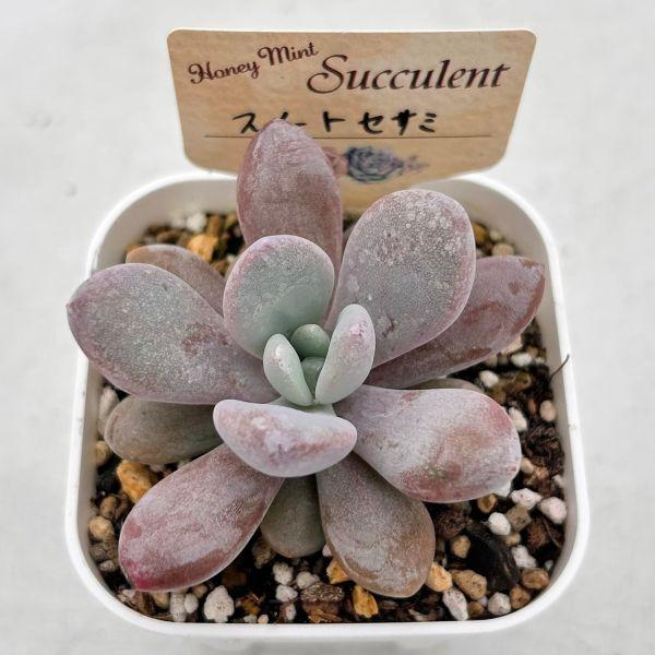 多肉植物 エケベリア スイートセサミ 7.5cmポット苗 : ハニーミント