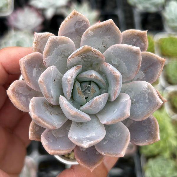 Top【選抜株】多肉植物 25433スター モンロー 105個 プラグトレー苗