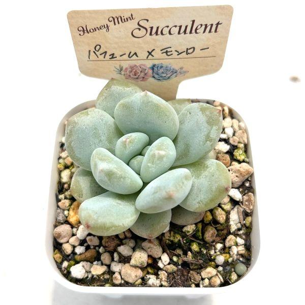 多肉植物 エケベリア パフューム×モンローHyb 7.5cmポット苗 : ハニー