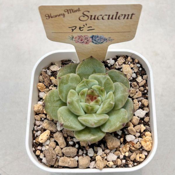 多肉植物 エケベリア アビニ 7.5cmポット苗 : ハニーミント - 通販