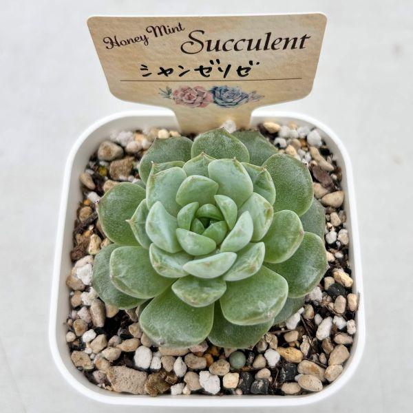 多肉植物 エケベリア シャンゼリゼ 7.5cmポット苗 : ハニーミント