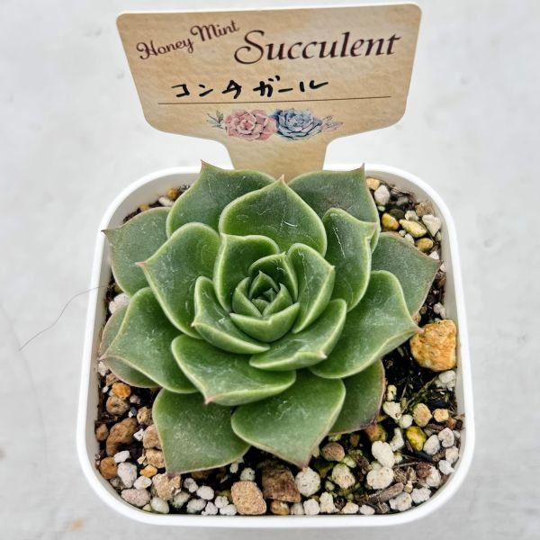 多肉植物 エケベリア コンチガール 7.5cmポット苗 : ハニーミント