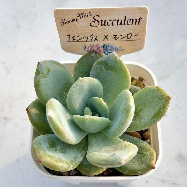 多肉植物 エケベリア フェニックス×モンロー 7.5cmポット苗 : ハニー