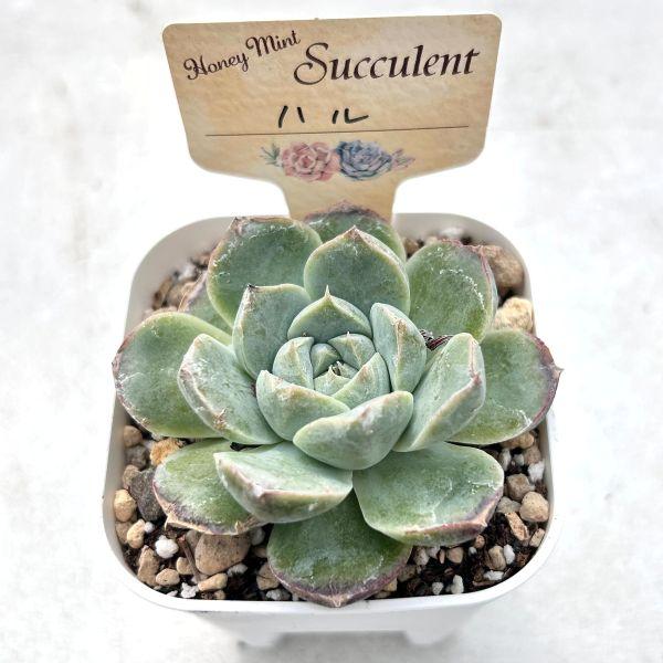 多肉植物 エケベリア ハル 7.5cmポット苗 : ハニーミント - 通販