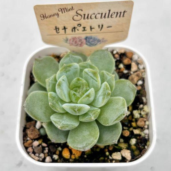 多肉植物 エケベリア セナポエトリー 7.5cmポット苗 : ハニーミント