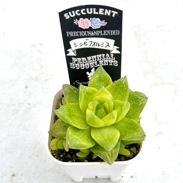多肉植物 ハオルチア シンビフォルミス 7.5cmポット苗 : ハニーミント