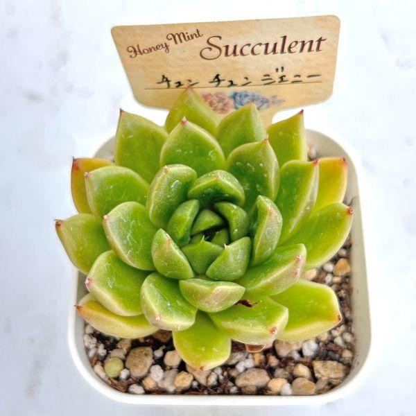 多肉植物 エケベリア チュンチュンジェニー 7.5cmポット苗 : ハニー