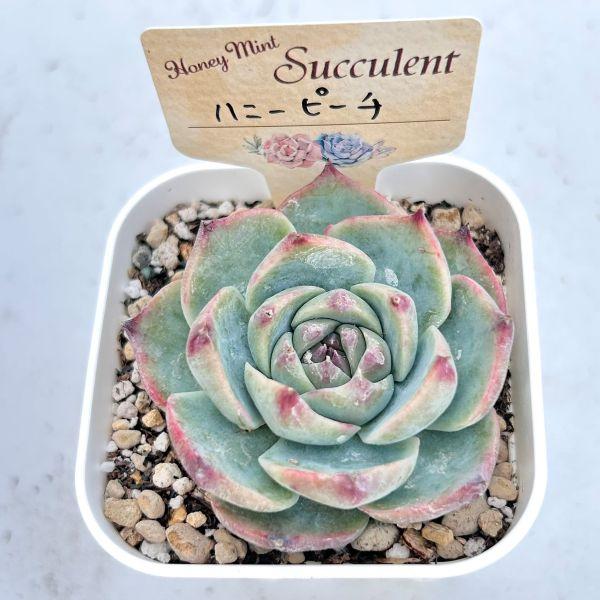 多肉植物 エケベリア ハニーピーチ 7.5cmポット苗 : ハニーミント