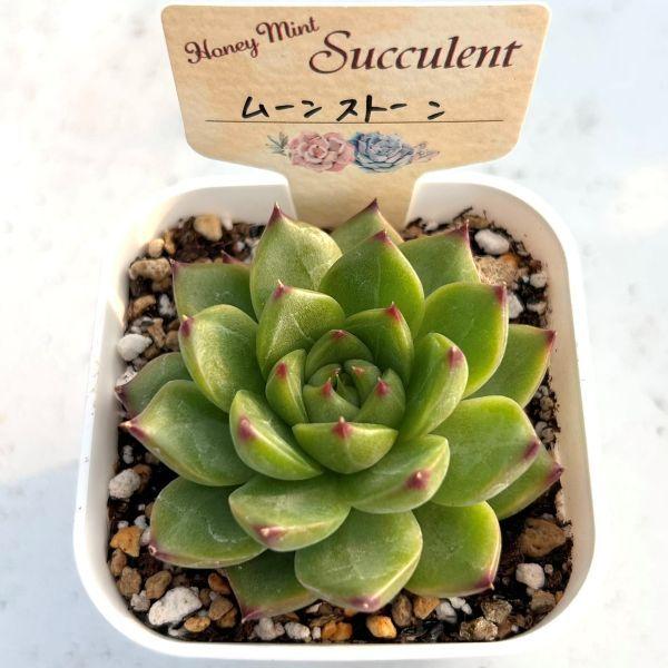 多肉植物 エケベリア ムーンストーン 7.5cmポット苗 : ハニーミント