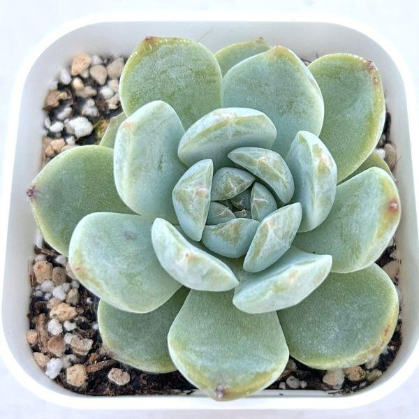 多肉植物 エケベリア オジ 7.5cmポット苗 : ハニーミント - 通販