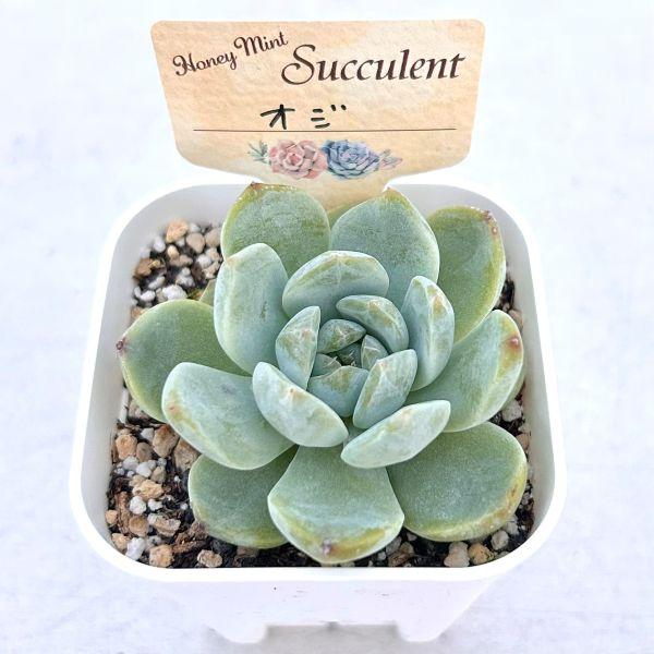 多肉植物 エケベリア オジ 7.5cmポット苗 : ハニーミント - 通販