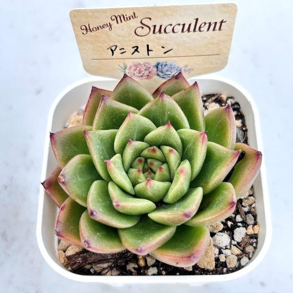 多肉植物 エケベリア アンストーン 7.5cmポット苗 : ハニーミント