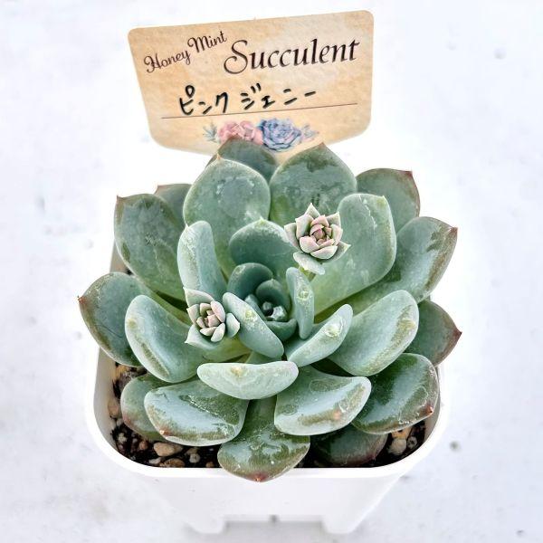多肉植物 エケベリア ピンクジェニー 7.5cmポット苗 : ハニーミント