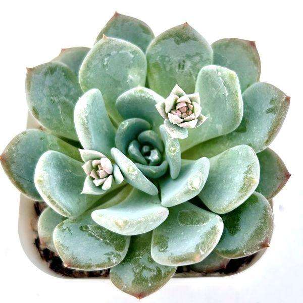多肉植物 エケベリア ピンクジェニー 7.5cmポット苗 : ハニーミント