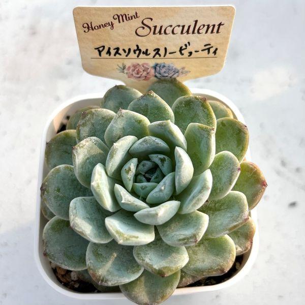 多肉植物 エケベリア アイスソウルスノービューティー 7.5cmポット苗
