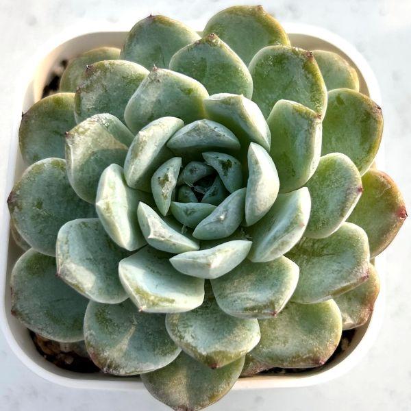 多肉植物 エケベリア アイスソウルスノービューティー 7.5cmポット苗