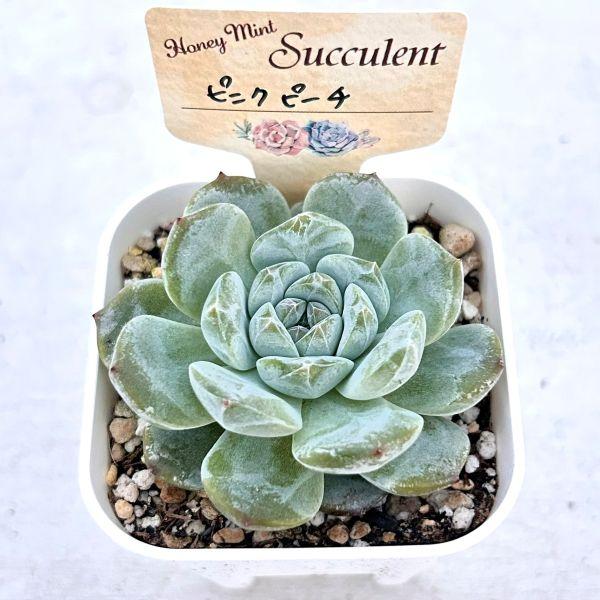 多肉植物 エケベリア ピンクピーチ 7.5cmポット苗 : ハニーミント