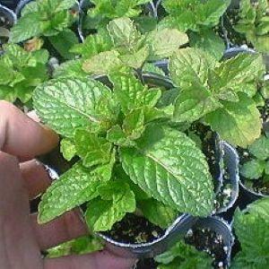 驚きの値段で 当店農場生産 グレープフルーツミント 9センチポット苗 繁殖力旺盛